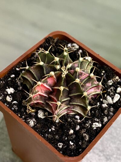 Gymnocalycium mihanovichii hybrid f. variegata