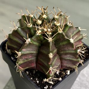 Gymnocalycium mihanovichii hybrid f. variegata
