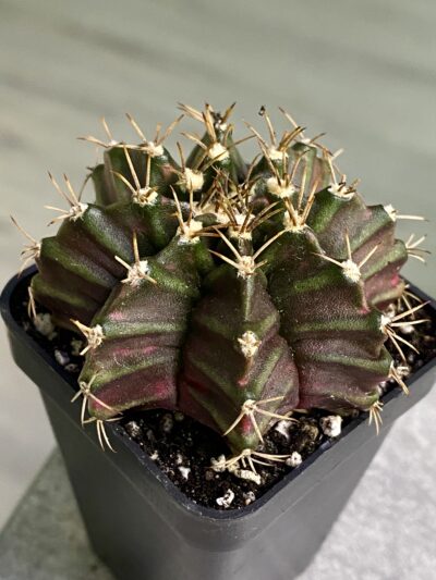Gymnocalycium mihanovichii hybrid f. variegata