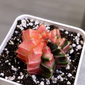 Gymnocalycium mihanovichii hybrid f. variegata