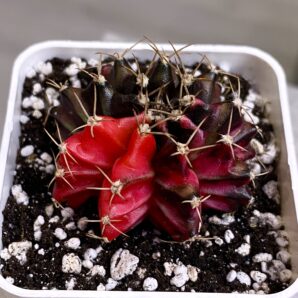 Gymnocalycium mihanovichii hybrid f. variegata