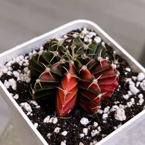Gymnocalycium mihanovichii hybrid f. variegata