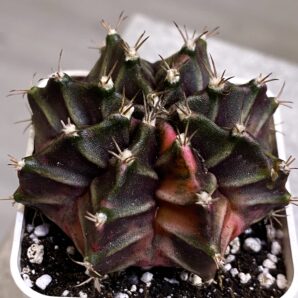Gymnocalycium mihanovichii hybrid f. variegata