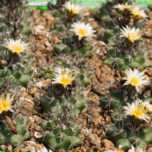 Turbinicarpus swobodae MZ 296 Rayones, NL