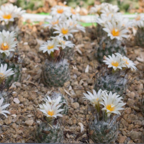Turbinicarpus dickisoniae TCG14 001 El Olmo, NL