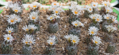Turbinicarpus dickisoniae TCG14 001 El Olmo, NL