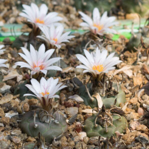 Turbinicarpus macrochele ssp. polaskii TCG19001 La Bonita, SLP