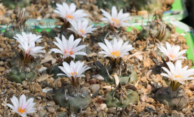 Turbinicarpus macrochele ssp. polaskii TCG19001 La Bonita, SLP
