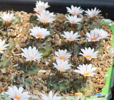 Turbinicarpus macrochele ssp. polaskii TCG19001 La Bonita, SLP - Зображення 3