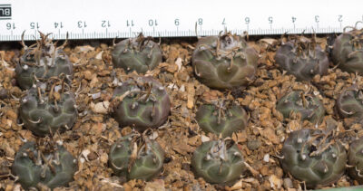 Turbinicarpus macrochele ssp. polaskii TCG19001 La Bonita, SLP - Зображення 2