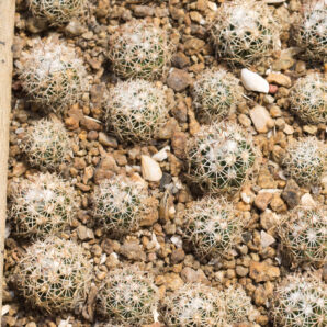 Escobaria robbinsorum SB464 Cochise Co, Az | 38