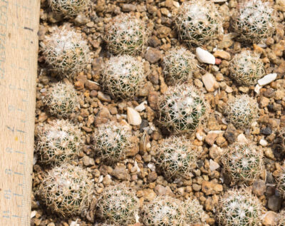 Escobaria robbinsorum SB464 Cochise Co, Az