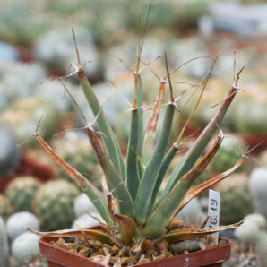 LEUCHTENBERGIA principis Koehres (770)