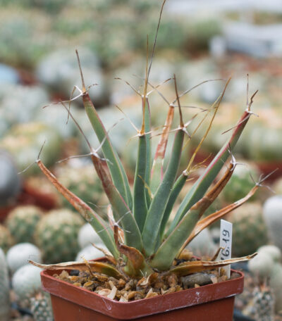 LEUCHTENBERGIA principis Koehres (770)