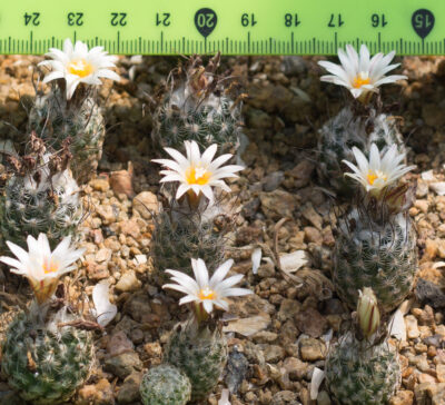 Turbinicarpus dickisoniae TCG14 001 El Olmo, NL - Зображення 2