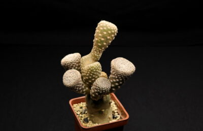 Puna clavarioides2 - Зображення 2