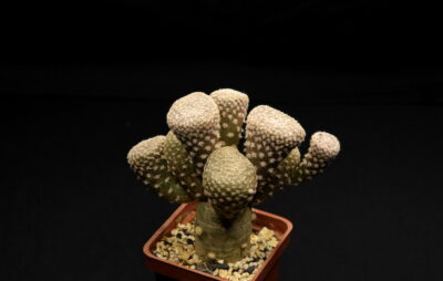 Puna clavarioides1 - Зображення 2