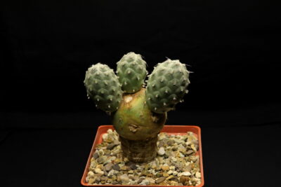Tephrocactus geometricus (маточник) - Зображення 2