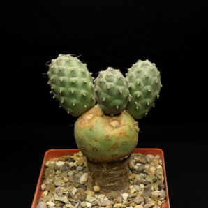 Tephrocactus geometricus (маточник)