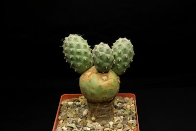 Tephrocactus geometricus (маточник)