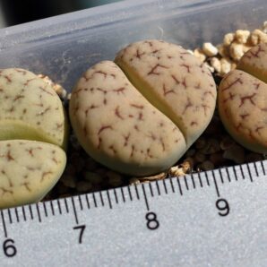 Lithops gracilidelineata ssp. brandbergensis C383