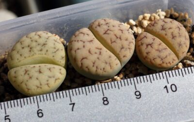 Lithops gracilidelineata ssp. brandbergensis C383