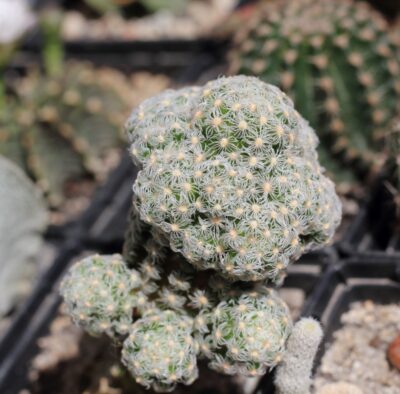 mammilaria theresae - Зображення 2