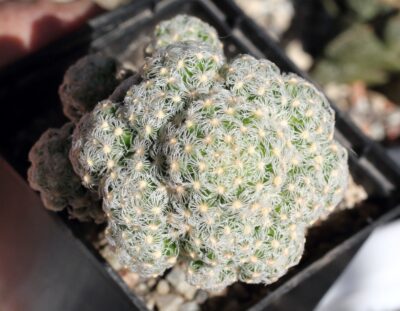 mammilaria theresae - Зображення 3