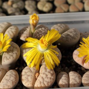 Lithops gracilidelineata С374