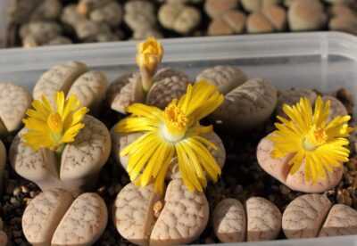 Lithops gracilidelineata С374