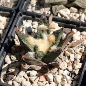ariocarpus bravoanus