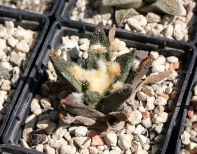 ariocarpus bravoanus
