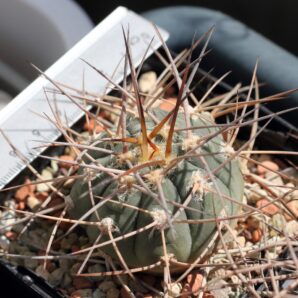Gymnocalycium armatum