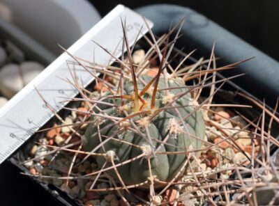 Gymnocalycium armatum