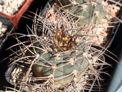 Gymnocalycium cardenasianum - Зображення 3