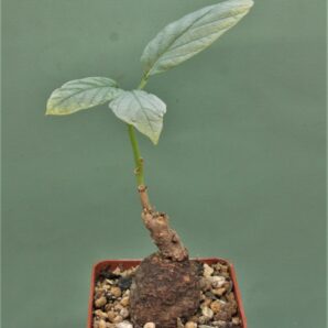 ipomoea-aff.-longituba-madibira-tanzania-1.