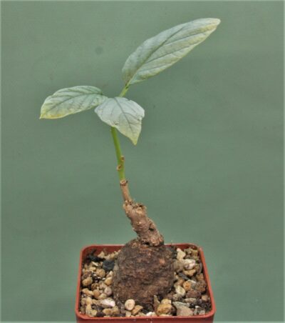 ipomoea-aff.-longituba-madibira-tanzania-1.