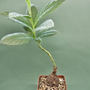 ipomoea-aff.-longituba-madibira-tanzania-2 | 58