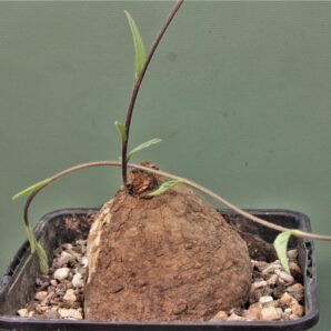 ipomoea-sp.-tuber.