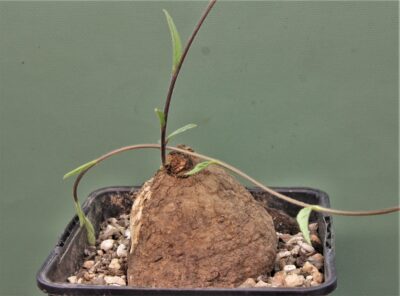 ipomoea-sp.-tuber.