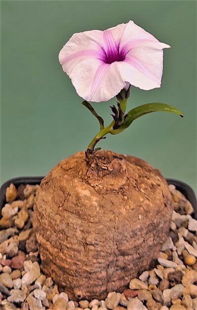 ipomoea-welwitschii-white-flower-with-pink-centre-sudan-