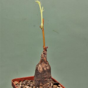 jatropha-af.prunifolia.-zambia-2