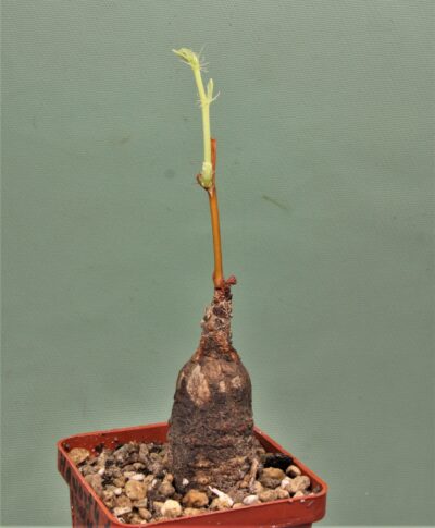 jatropha-af.prunifolia.-zambia-2