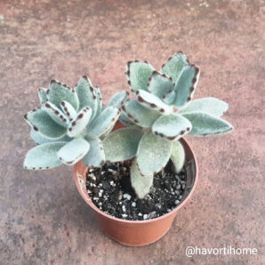 Kalanchoe tomentosa
