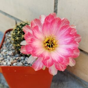 Lobivia hybrid Maria Maddalena (2) Pan2019.376.002