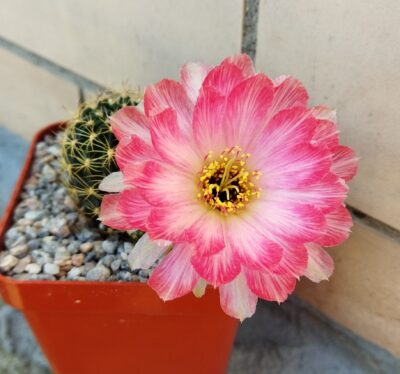 Lobivia hybrid Maria Maddalena (2) Pan2019.376.002