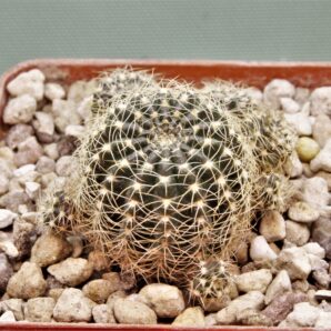 lobivia-arachacantha