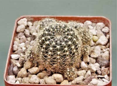 lobivia-arachacantha