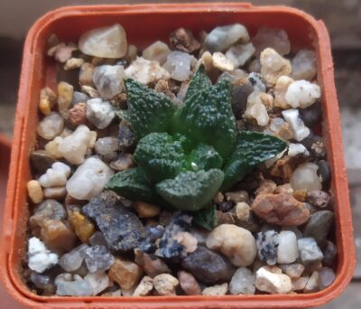 Ariocarpus fissuratus