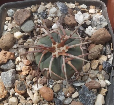 gymnocalycium armatum MS 375